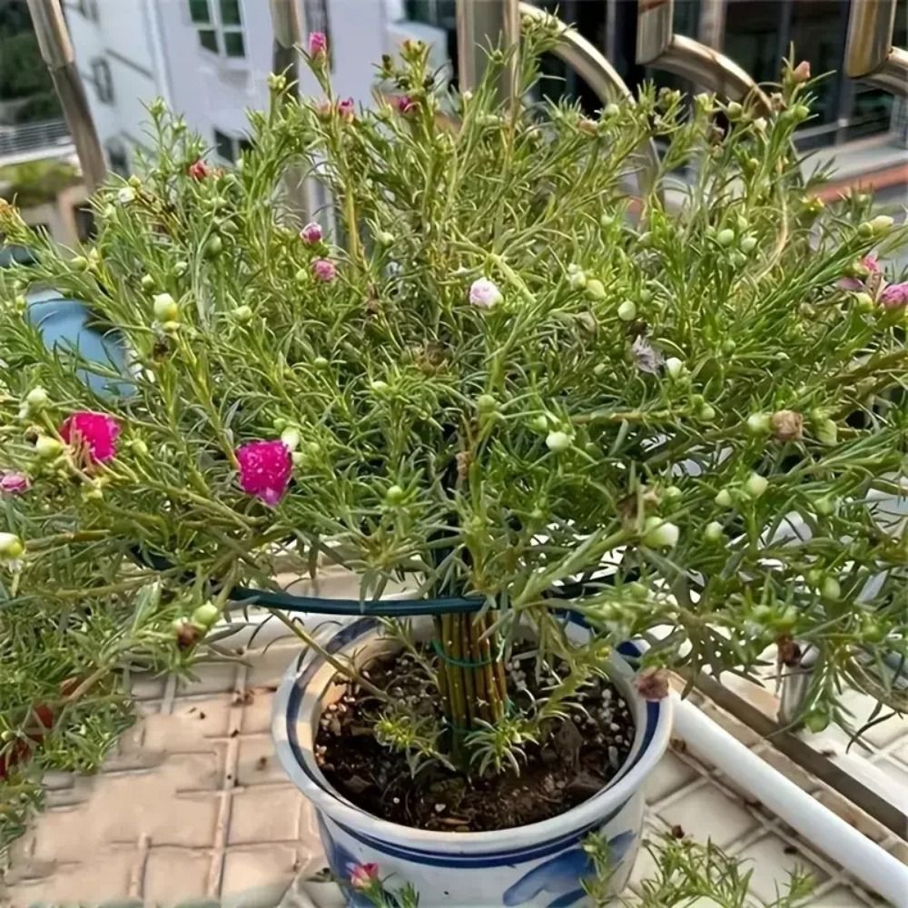 Nuevo Soporte Apilable Multica - Bonsai Garden Stand reseña y precio