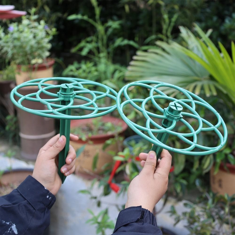 Marco de escalada para bonsái  - Bonsai Garden Stand reseña y precio