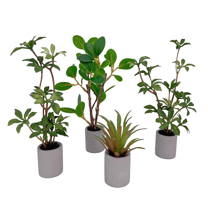 Planta en maceta en miniatura  - Bonsai Garden For Home reseña y precio