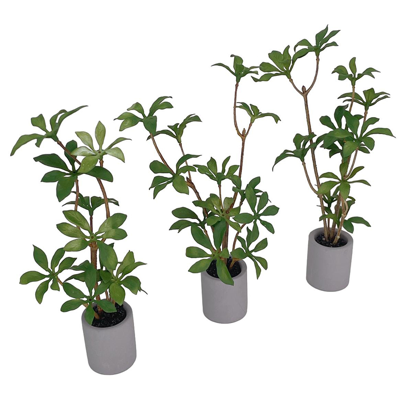 Planta en maceta en miniatura  - Bonsai Garden For Home reseña y precio