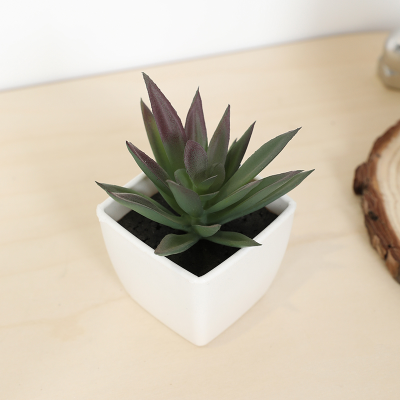 Mini taza de hadas suculenta A - Bonsai Garden Pot reseña y precio