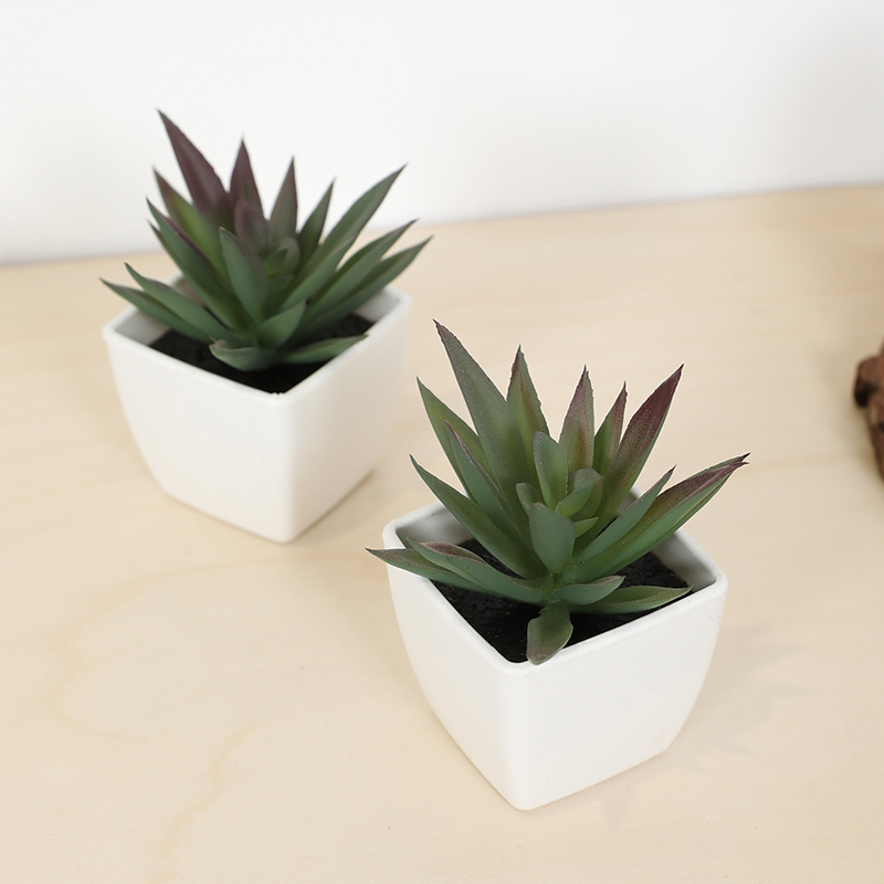 Mini taza de hadas suculenta A - Bonsai Garden Pot reseña y precio