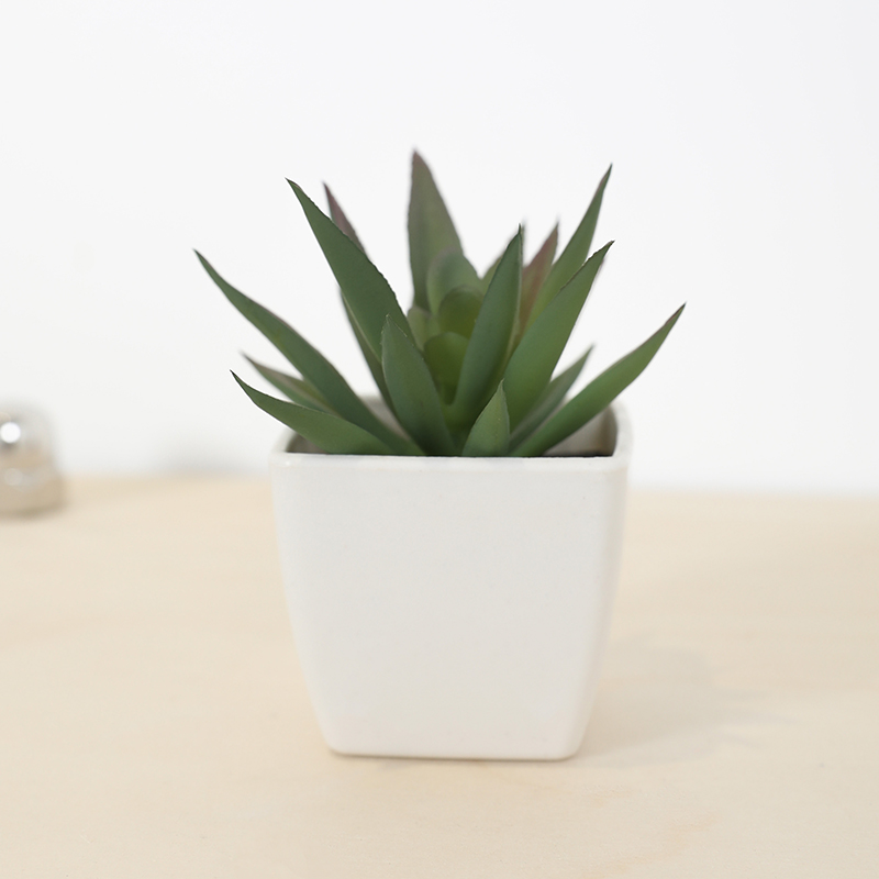 Mini taza de hadas suculenta A - Bonsai Garden Pot reseña y precio