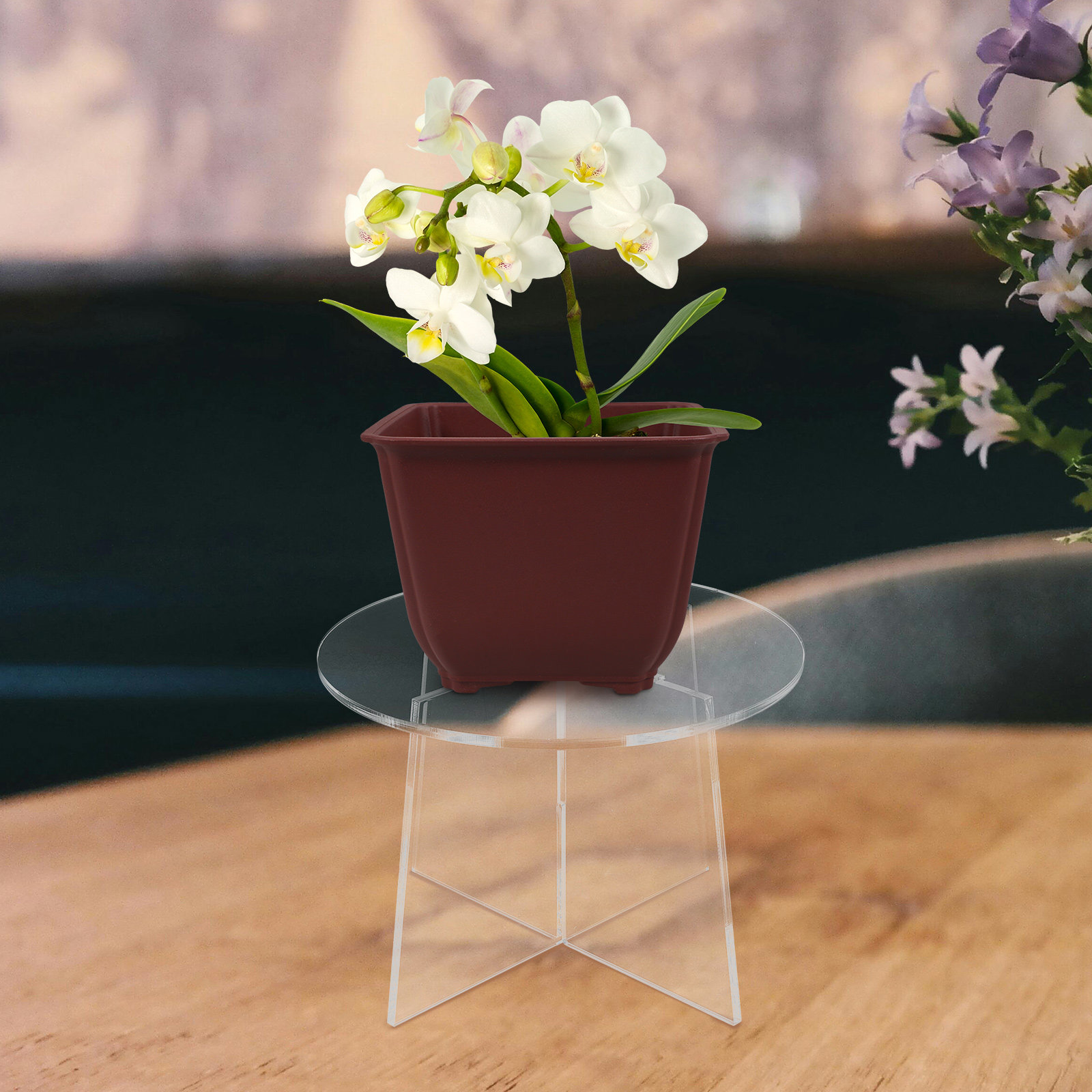 Soporte de acrílico para plant - Bonsai Garden Display Stands reseña y precio