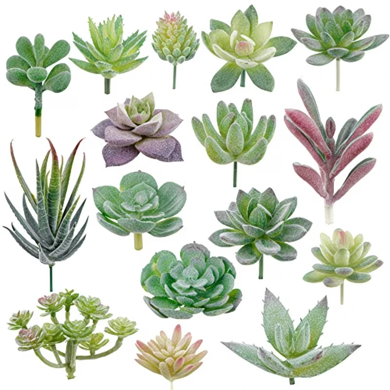 10/20 Piezas de Plantas Sucule - Bonsai Garden For Home reseña y precio